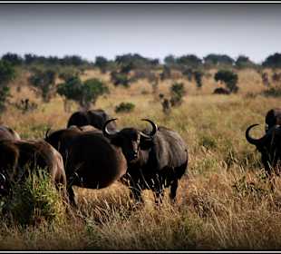 Bawoły przy porannym posiłku