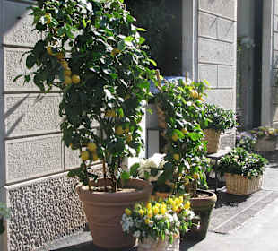 А лимоны растут прямо в горшках))