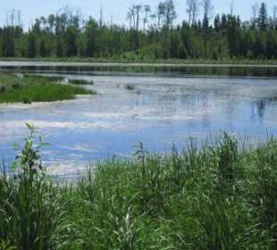 Biber-Pond im Elk Island National Park