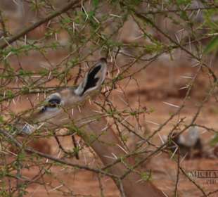 Zwischen den Dornen der Akazie