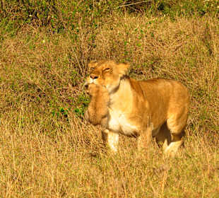 Erst mal Babys umbetten