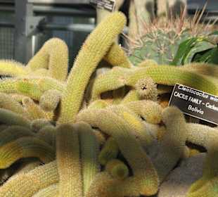 United States Botanic Garden in Washington D.C.