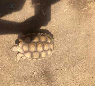 Schildkröten mit Auslauf