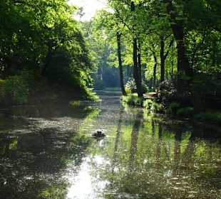 Hauptblüte im Rhododendronpark Bremen
