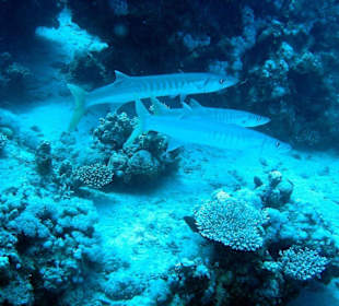 Große Barrakuda