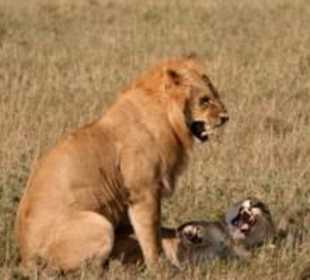 Nach dem Geschlechtsakt faucht das Weibchen