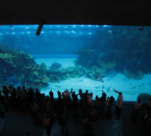 Aquarium 