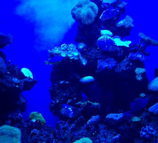 Palma Aquarium