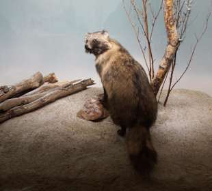 Vogel-und Jagdtierkunde