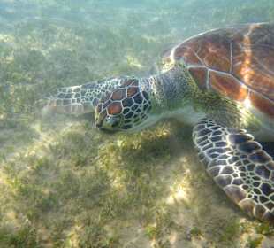 Schildkröte beim Mittagessen