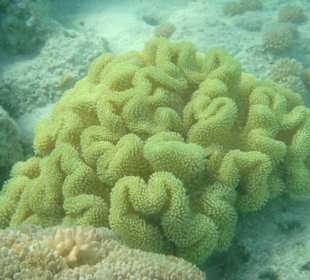 Schnocheln am Strand