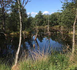 Pietzmoor