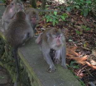 Affen in Ubud