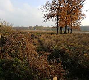 Am Vogelbeobachtungs Hochstand