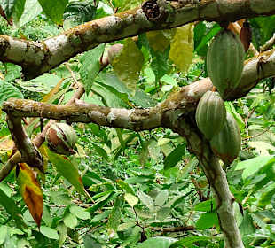 Parque Natural Obô do Príncipe