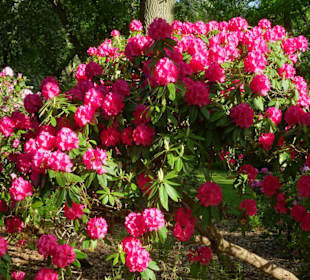 Hauptblüte im Rhododendronpark Bremen