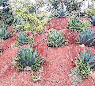 Botanischer Garten Viveiro