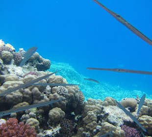 Flötenfische am Hausriff