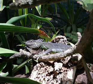 Im Oasis Park in La Lajita