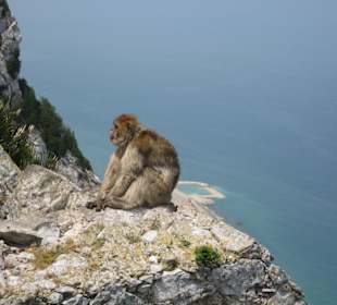 Affe auf Fels 