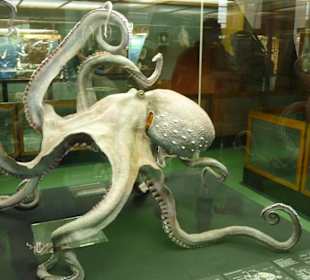 Ausstellung im Museum