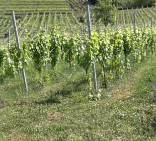 Weinlehrpfad Wurmlingen