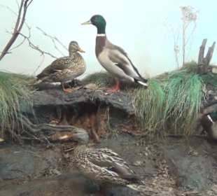 Museum Jagdtier + Vogelkunde