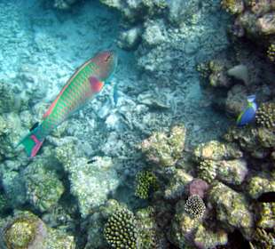 Faszinierende Unterwasserwelt