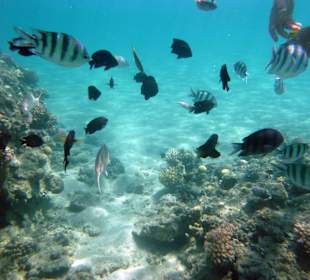 Fische
