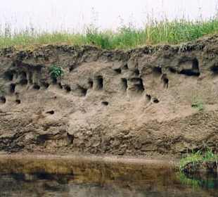 Nester von Uferschwalben