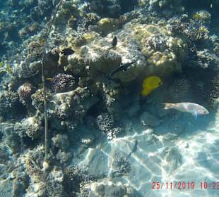 Schnorcheln Hurghada