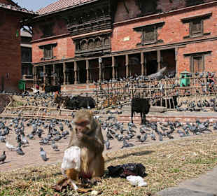 Heilige Affen im Tempelbezirk 