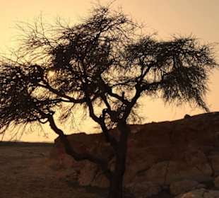 BBQ Dinner - Nighttour powerd by  E-Motion