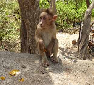 Im Nationalpark Sanjay Gandhi