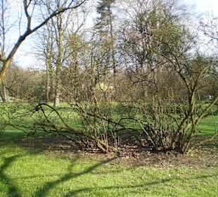 Łazienki Królewskie