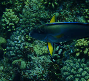 Unterwasserwelt Hausriff