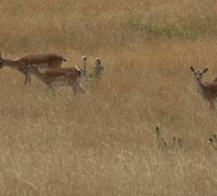 Wildgehege Holzelfingen