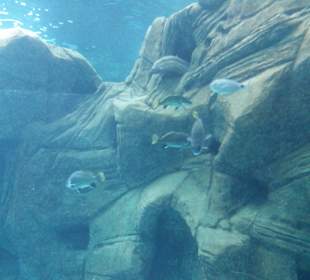 Aquarium