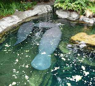 Manatee