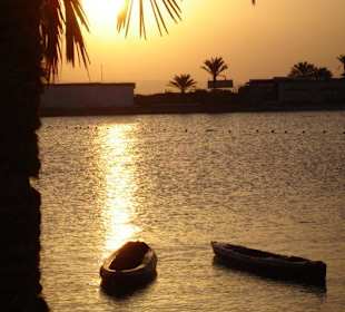 Delfinträume werden wahr bei MO