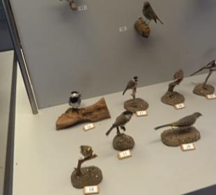 Natur- und Jagdmuseum