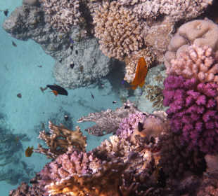 Wunderschöne Korallen