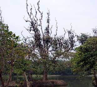 Ca. 300 m vor dem Fischverkäufer - Fledermäuse