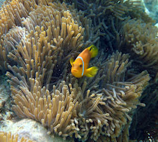Maledivischer Anemonenfisch