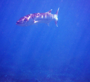 Der Hausriffbarrakuda in der Lahami Bay