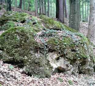 Wald rund um die Burg