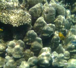 Korallenriff Fantasy