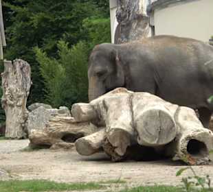 Tierpark Hellabrunn - Reich der Elefanten