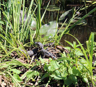 Gator Nest