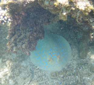 Blaupunktrochen - don't touch